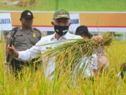 Padang Percontohan Panen Padi Tercepat