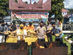Ratusan Kilogram Ganja Asal Madina Dimusnahkan Polres Pasaman