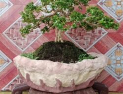 Tanaman Bonsai Cocok untuk Penghias Rumah