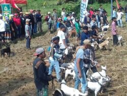 Patuhi Protokol Covid-19, Pasia Laweh Palupuah Gelar Alek Buru Babi Sumbar-Riau