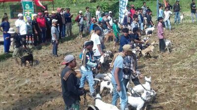 Patuhi Protokol Covid-19, Pasia Laweh Palupuah Gelar Alek Buru Babi Sumbar-Riau