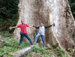 Pohon Medang di Koto Malintang Termasuk Terbesar di Dunia