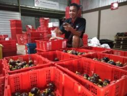 Produksi Manggis Sumbar Posisi Kedua Setelah Jabar di Indonesia
