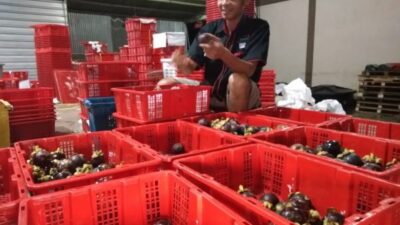 Produksi Manggis Sumbar Posisi Kedua Setelah Jabar di Indonesia