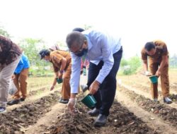 Tahun Depan Pemko Payakumbuh Sediakan Alat Pengering Jagung untuk Keltan