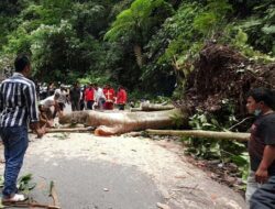Pohon Tumbang, Akses Jalan Panta-Sianok Macet