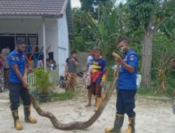 Damkar Payakumbuh Evakuasi Ular Piton Sepanjang Lima Meter