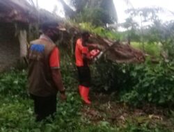 Hujan Badai di Agam, Pohon Tumbang Timpa Rumah Warga