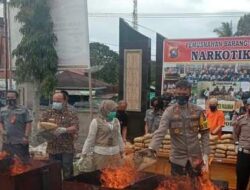 Hasil Tangkapan, Polres Pasaman Musnahkan 100 Kilo Lebih Ganja