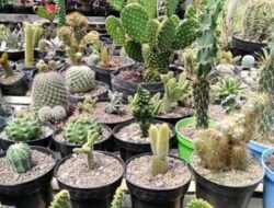 Kembangkan Hobi Masyarakat, Nagari Ganggo Mudiak jadi Lumbung Bunga