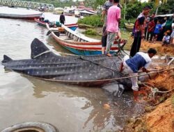 Hiu Tutul Terdampar di Muara Batang Surantiah