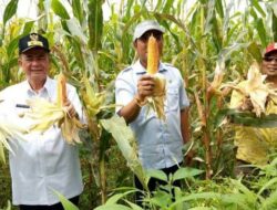Nasrul Abit Jadikan Pertanian Sektor Penting Program Unggulannya