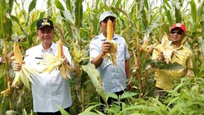 Nasrul Abit Jadikan Pertanian Sektor Penting Program Unggulannya