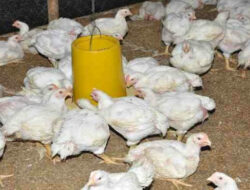 Harga Ayam Broiler di Pasaman Naik