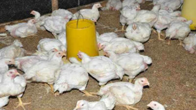 Harga Ayam Broiler di Pasaman Naik