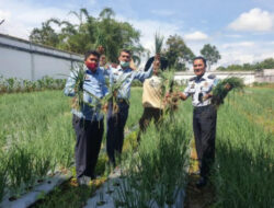 Lapas Kelas IIA Bukittinggi Penen Perdana Bawang Merah