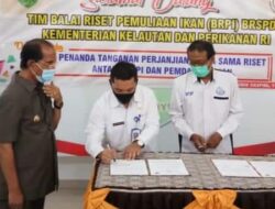 Ikan Mas Hibrida Unggul Dikembangkan di Pasaman