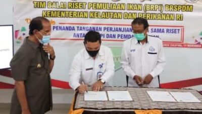 Ikan Mas Hibrida Unggul Dikembangkan di Pasaman