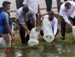 Bibit Ikan Dilepas di Saluran Irigasi