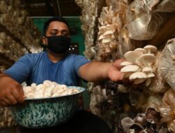 Terimbas Wabah Covid-19, Pengusaha Jamur Tiram Berkolaborasi dengan Pengusaha Kafe