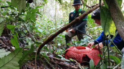 Rafflesia Tuan-Mudae Mekar di Cagar Alam Maninjau