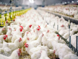 Harga Ayam Broiler Naik Drastis di Lubuk Basung