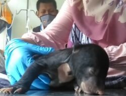 Lucu, Begini Kondisi Bayi Beruang Madu Saat di BBKSDA Riau