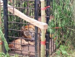 BKSDA Tangkap Harimau di Danau Kembar Solok