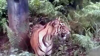 Harimau Sumatera Masuk Kandang Jebak di Pasaman