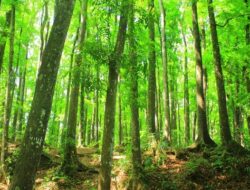 Dishut Dorong Ekowisata Berbasis Hutan Desa Berbasis Kearifan Lokal