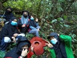 Rafflesia Tuan-mudae Mekar Sempurna di Cagar Alam Maninjau