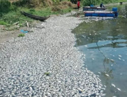 15 Ton Ikan Mati di Danau Maninjau