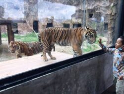 KBS Incar Harimau Sumatra dan Harimau Dahan Milik TMSBK Bukittinggi