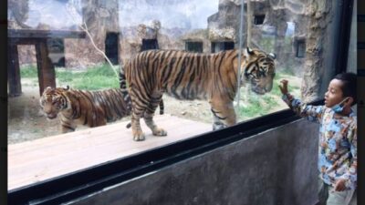 KBS Incar Harimau Sumatra dan Harimau Dahan Milik TMSBK Bukittinggi
