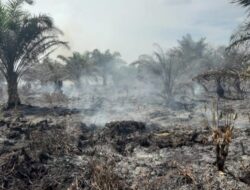 Kebun Sawit di Durian Kapeh  Kembali Terbakar 