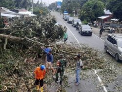 Pohon Tumbang Sempat Ganggu Lalulintas Padang-Bukittinggi