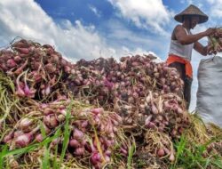 Naiknya Harga Bawang dan Daging Ayam Picu Inflasi di Sumbar  