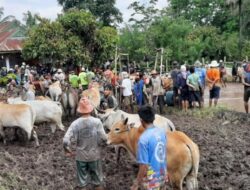 Dengan Prokes, Pra Alek Pacu Jawi Digelar pada Hamparan Nunang Nagari Cubadak