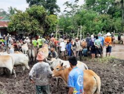 Tak Patuhi Protokol Kesehatan, Disparpora Tanah Datar Bubarkan Pacu Jawi