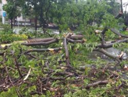 Hujan dan Angin Kencang Landa Kota Padang, Belasan Rumah Jadi Korban Pohon Tumbang