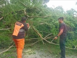 Angin Kencang di Padang, Mobil dan Pohon Ditimpa Pohon Tumbang