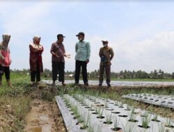 Kembangkan Bawang Merah, Pariaman Bisa Kurangi Ketergantungan dari Daerah Lain