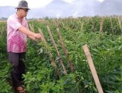 Walinagari Koto Tinggi Ajak Petani Terapkan Pola Tanam Tumpang Sari