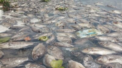 Jumlah Ikan Mati di Danau Maninjau Tembus 33 Ton