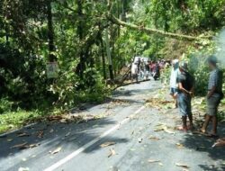 Sempat Tertutup Pohon Tumbang, Jalan di Lubuak Sao Sudah Bisa Dilewati