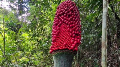 Langka, Bunga Bangkai di Agam Berbuah