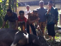 Terpilih Lagi, Anggota DPRD Pasaman Potong Kerbau