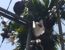 Faktor Alam Jadi Penyebab Jaringan Listrik di Lubuk Basung Sering Terganggu
