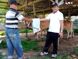Harga Daging Sapi di Lubuk Basung Stabil