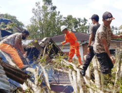 Dua Rumah Rusak Ditimpa Pohon Tumbang di Sungai Tampang